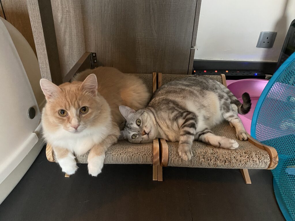 Ginger and Charcoal